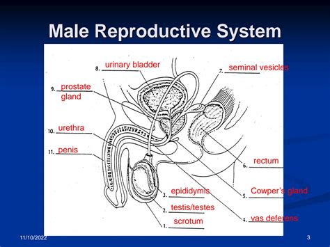 SOLUTION: Male reproductive systems - Studypool