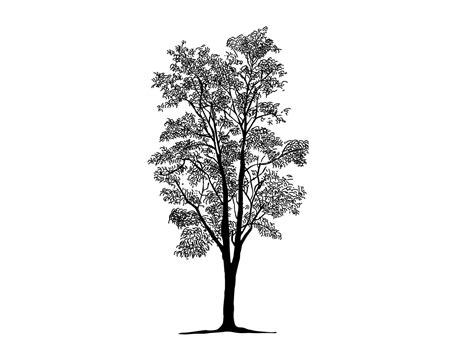 Black Branch Tree Or Naked Trees Silhouettes Hand Drawn Isolated