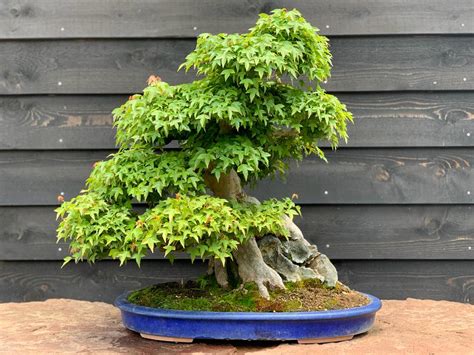 Bonsai Rock Plantings: Understanding the Soil Blend – Tree House Bonsai