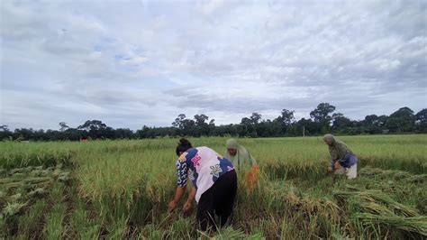 Proses Bersawah Lubuk Resam Cng Sarolangun Jambi Youtube