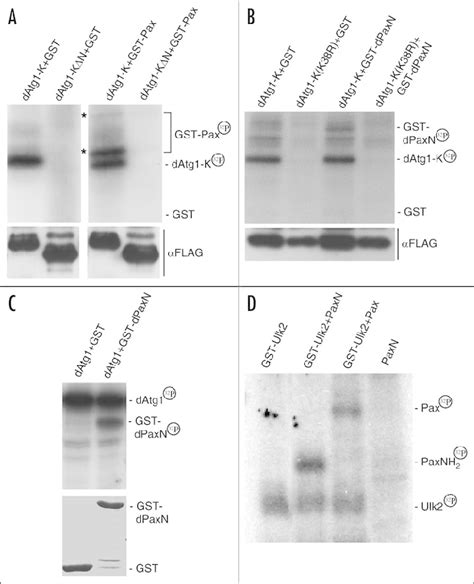 Atg Can Directly Phosphorylate Paxillin A Expression And