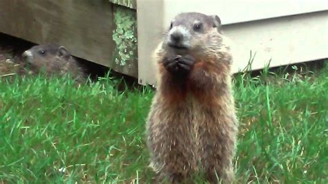 Cute Baby Groundhog Munching Banana Chips Youtube