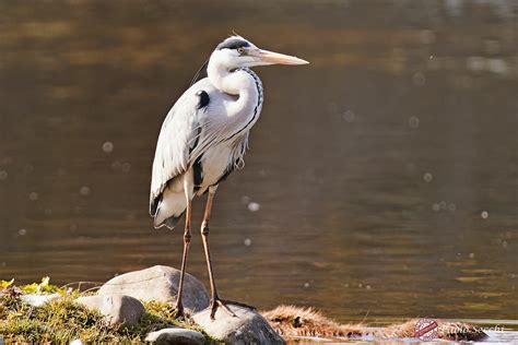 Gray Heron In The Early Morning Juzaphoto