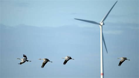 Energiewende Windparks Gefahr für Vogelarten