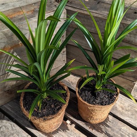 Pandan - Pandanus amaryllifolius - Kalamunda Plant Company