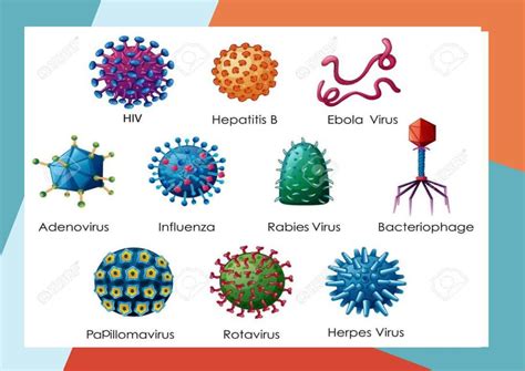 Virus Y Bacterias Melisa Batres UDocz