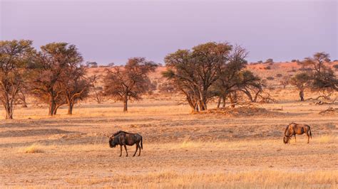 The Best of the Kalahari Desert - Traveler Master