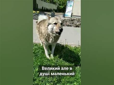 Білий пес #песик #dog #злий пес - YouTube