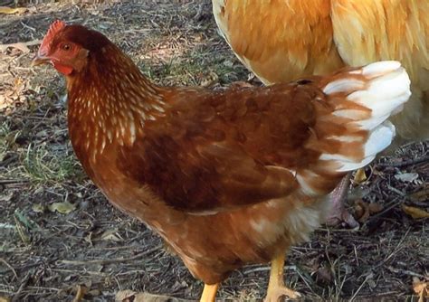 Top 10 Jumbo And Extra Large Egg Laying Chicken Breeds