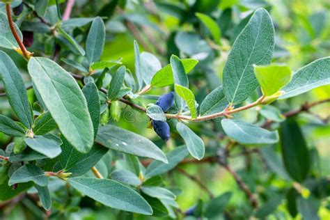 Blue Berries Of Honeysuckle Lonicera Caerulea Var Edulis Or Honeyberry