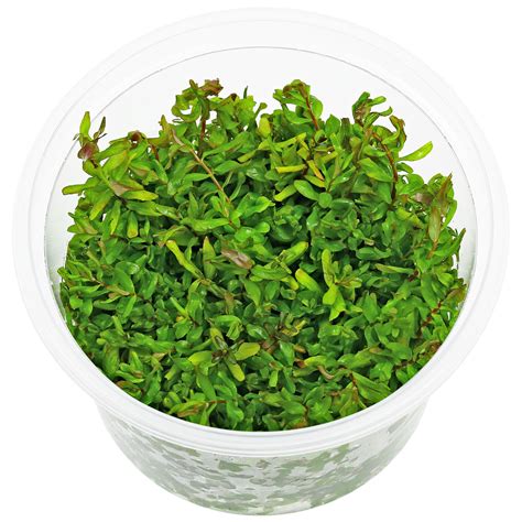 Rotala Macrandra Green Wavy In Vitro Aquasabi Aquascaping Shop