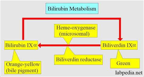 Bilirubin Metabolism And Jaundice