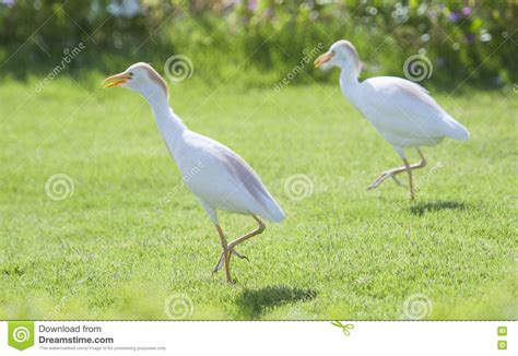 Pair Of Cattle Egret Walking In A Rural Garden Stock Image Image Of