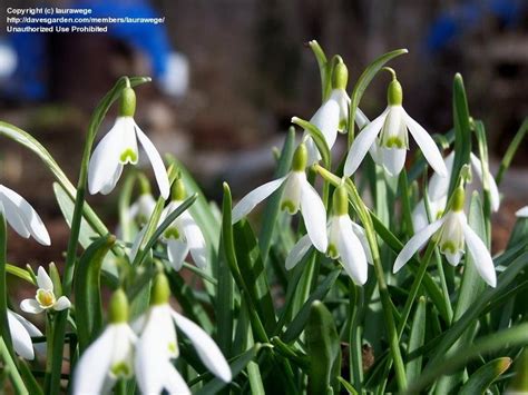 Plantfiles Pictures Snowdrop Atkinsii Galanthus By Galanthophile