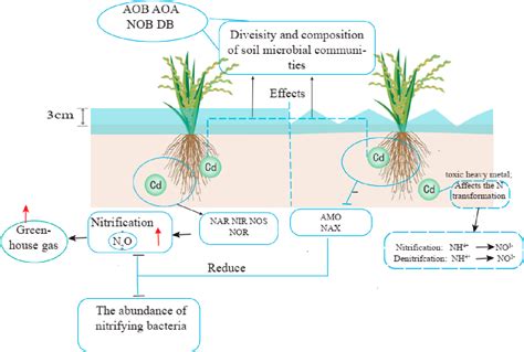 Figure From The Effects Of Heavy Metal Pollution On Soil Nitrogen