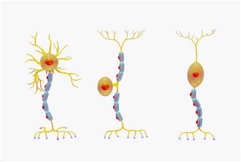 Types of Neurons