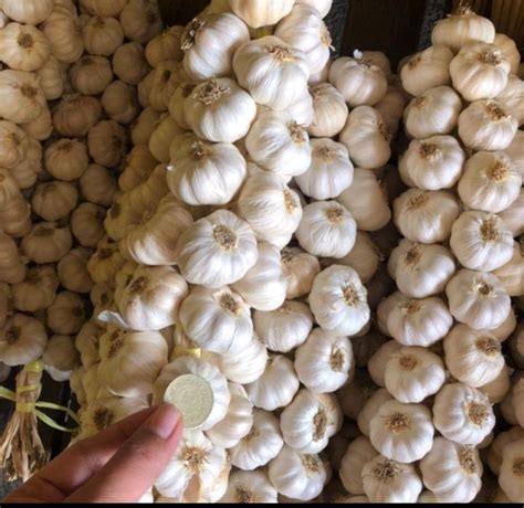 Native Garlic 500 Grams Mabango Ilocos Garlic Big Size Native Garlic Of