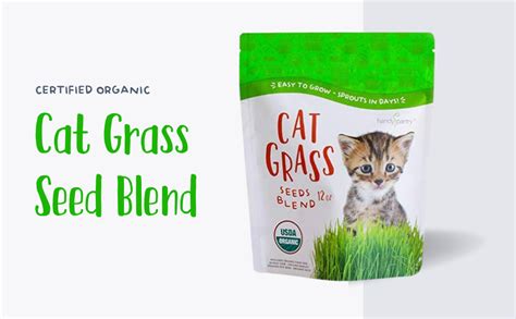 Amazon Organic Cat Grass Seed Blend For Planting By Handy Pantry