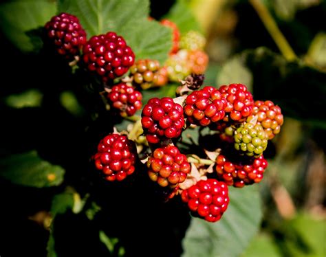 Blackberries Fruit Berry Free Photo On Pixabay Pixabay