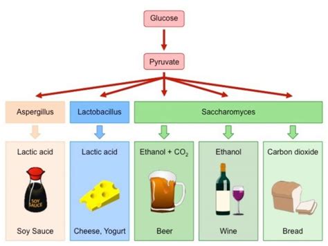 Saccharomyces Cerevisiae In Biological Research And Its Applications