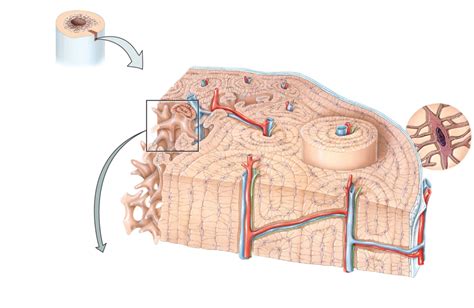 Bio Diagram Quizlet