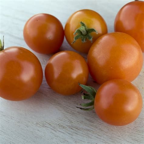 Monarch F1 Hybrid Tomato Seeds 1 Oz ~6800 Seeds Non Gmo F1 Hybrid Vegetable Garden