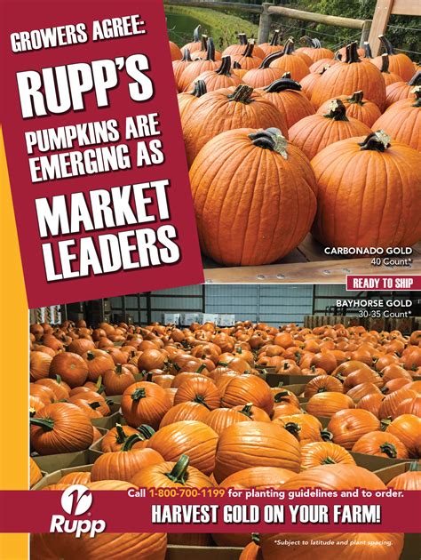 Pumpkin Seeds Are In Stock at Rupp! | News | Vegetables | Rupp Seeds