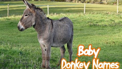 Donkey Names: 500 Good Ideas for Names for Donkeys