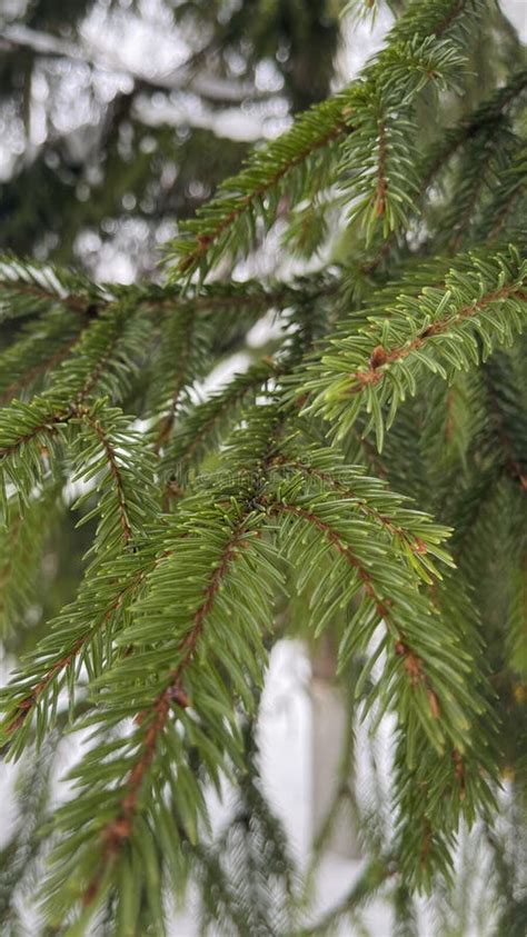 Nature. Spruce in Winter, Snowy Forest. Green Branches Stock Image - Image of forests, frost ...