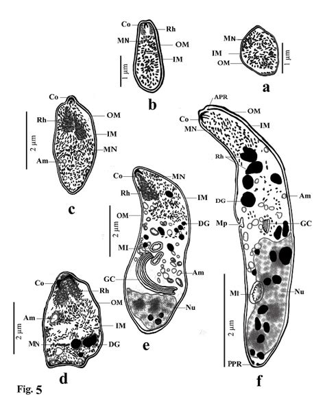 Sarcocystis