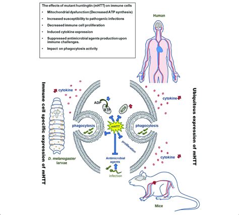 Model Of MHTT Effects On Drosophila And Mammalian Immune Cells The