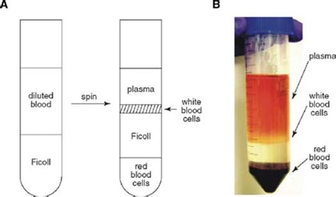 A Brief Introduction To Peripheral Blood Mononuclear Cells Off