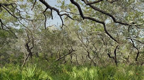 "Nature Landscape In Florida Forest" by Stocksy Contributor "Maryanne ...