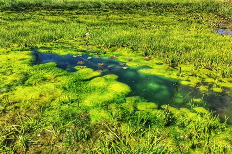 Free Images Water Nature Marsh Swamp Plant Lawn Meadow Prairie