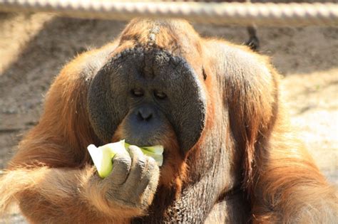 Tierparks Hagenbeck Laurakuiper Nl