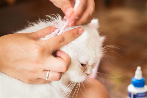 Simple Home Remedies For Cat Ear Mites Lovetoknow