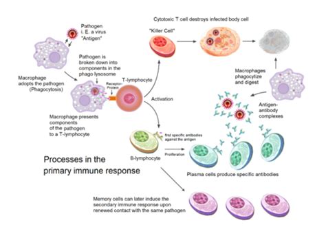 Lymphoma Physiopedia