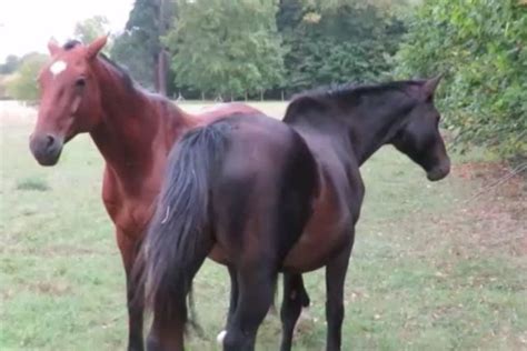 Les chevaux du parc du château de Champs sur Marne ont été saisis