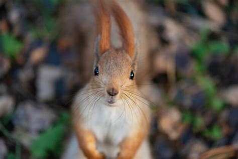 Premium Photo | Eurasian red squirrel