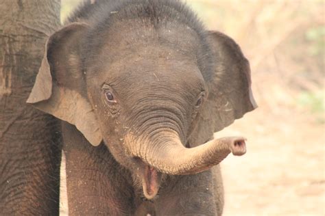 Filebaby Elephants In An Elephant Sancuary 02 Wikimedia Commons