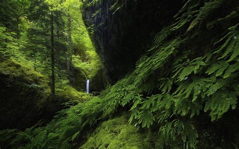 Baggrunde træer landskab Skov vandfald natur afdeling mos grøn