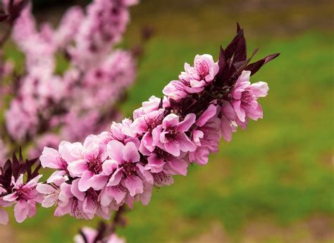 Nectarine Tree Prunus Persica Nucipersica Peach Tree A Plant Guide