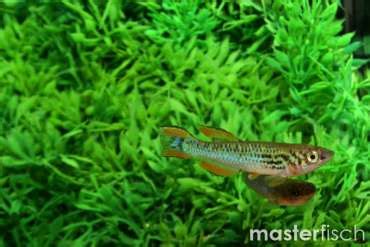 Killifish Buy Freshwater Fish For Your Aquarium Aquatic Shop