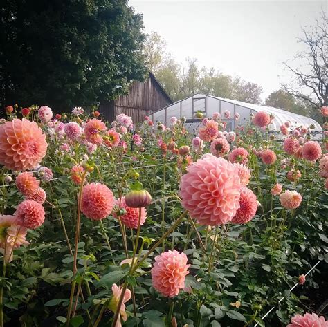 Floret Flower Farm Added A New Photo Floret Flower Farm