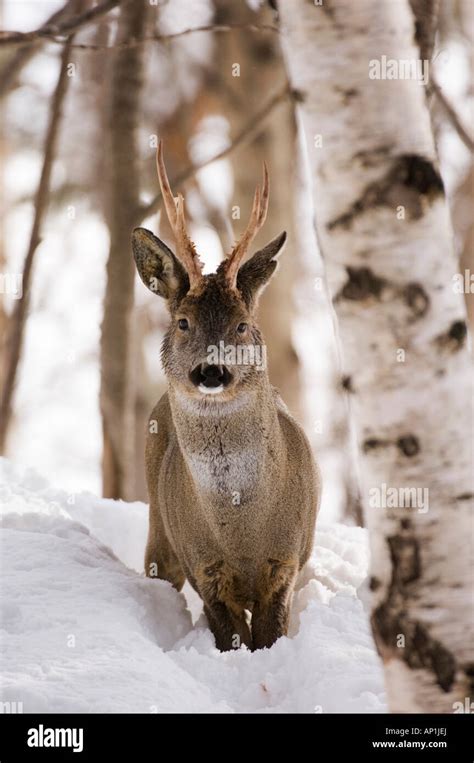 Roe Deer Buck Capreolus Capreolus Scottish Highlands Winter Stock Photo