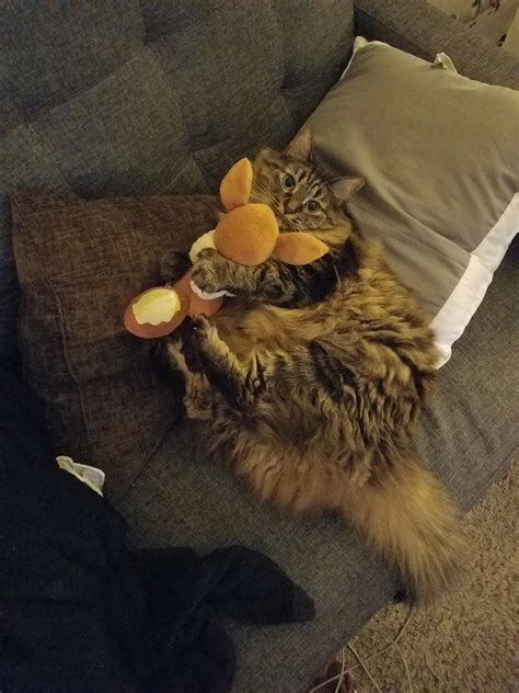 My Cat Is 90 Fluff Raww