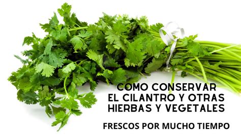 Como Conservar El Cilantro Fresco Otras Hierbas Y Vegetales Por