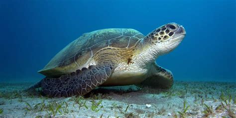 Una Tartaruga Verde Ha Tentato Di Nidificare In Calabria Il Primo