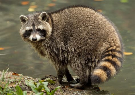 Raccoon | Animal Kingdom
