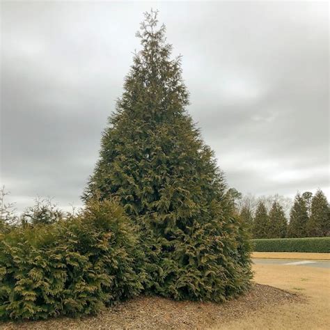 Spring Hill Nurseries Green Giant Arborvitae Potted Evergreen Shrub 5 Ft To 6 Ft Tall 1 Pack